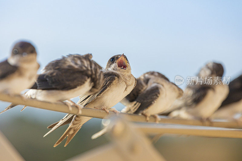 谷仓燕子(Hirundo rustica)在我的窗口靠近。躺在我的衣架上